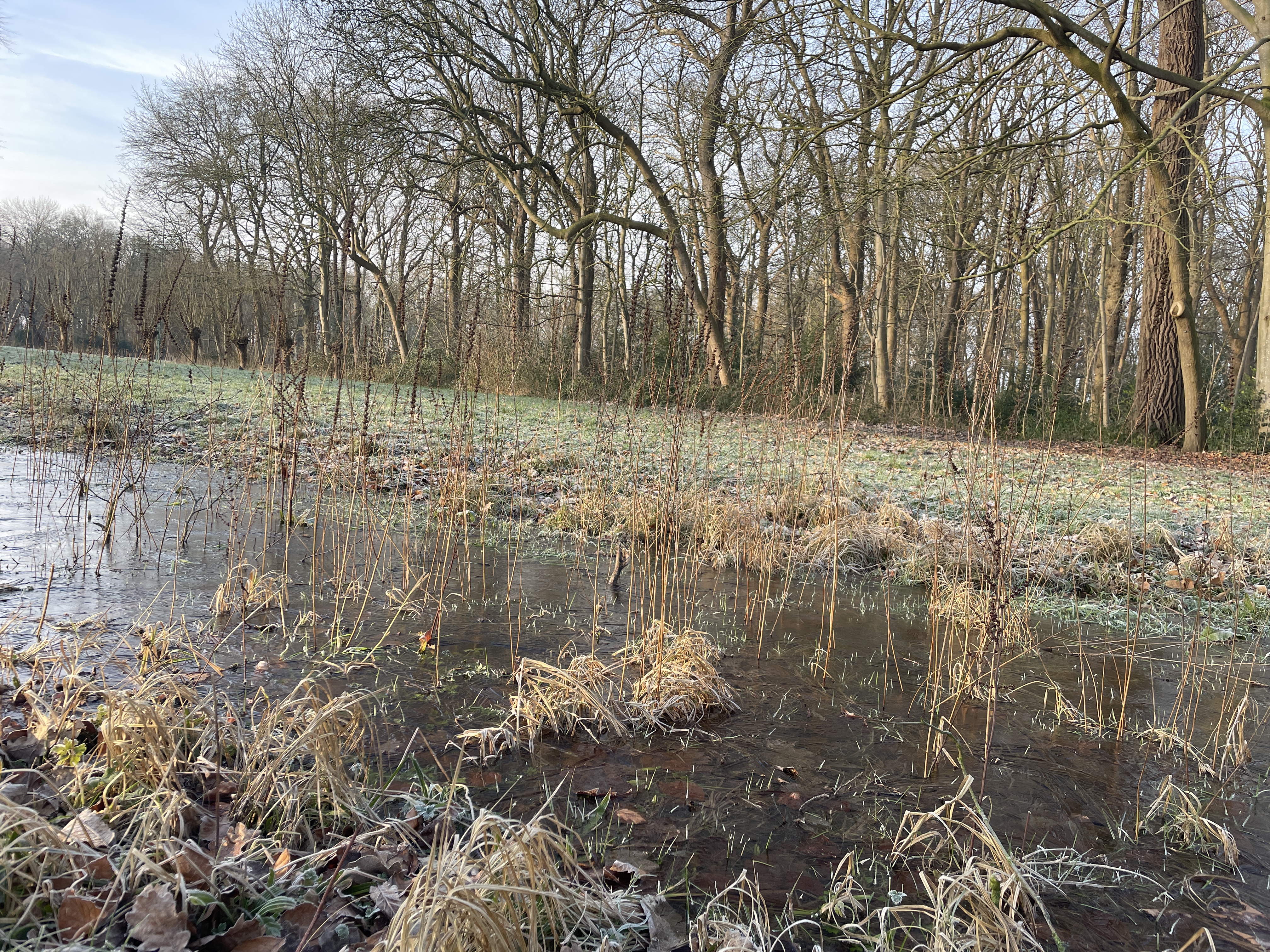 Bulrush Bulrush